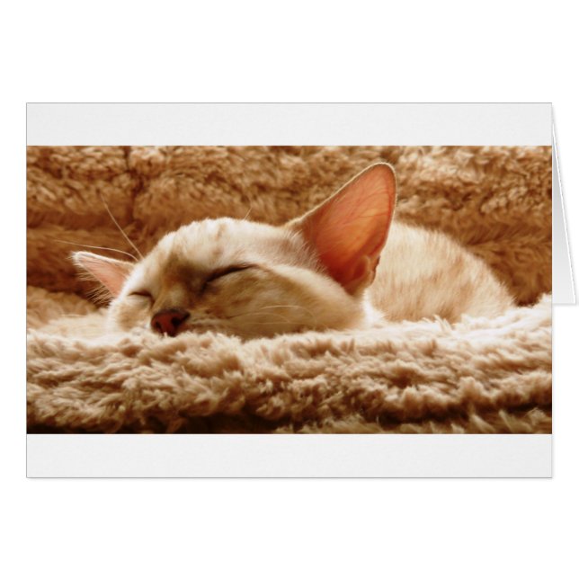 Chat couché (Devant horizontal)