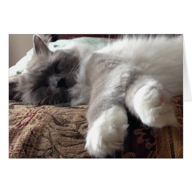 Chat couché, carte (Devant horizontal)