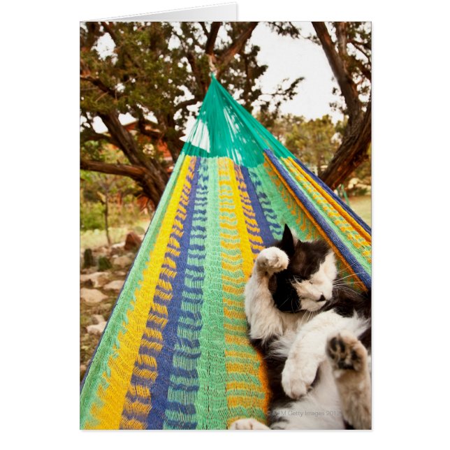 Chat couché dans un hamac maya mexicain (Devant)
