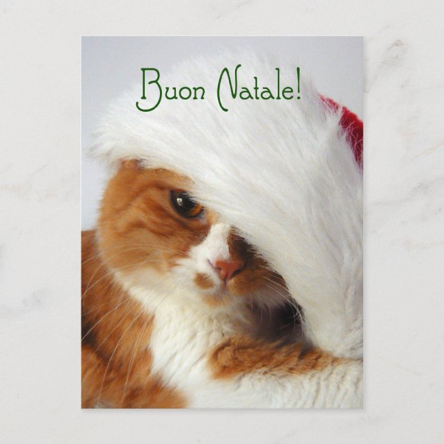 Chat dans le casquette de Père Noël - carte (Devant)