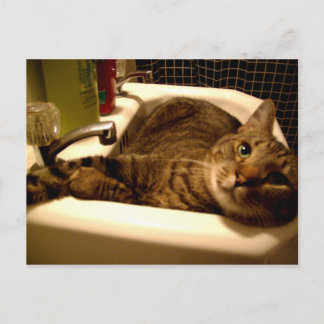 chat dans l'évier Carte postale