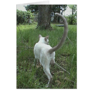 Chat dans l'herbe II