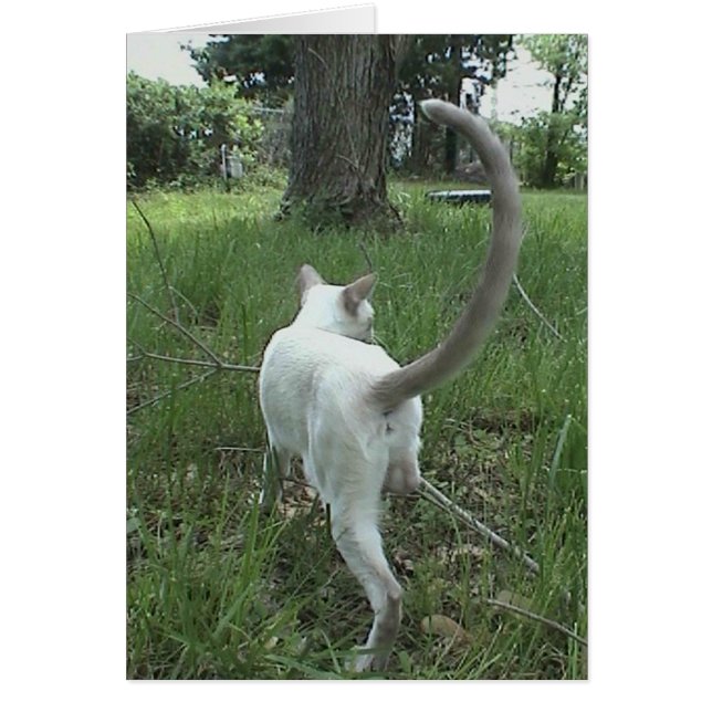 Chat dans l'herbe II (Devant)