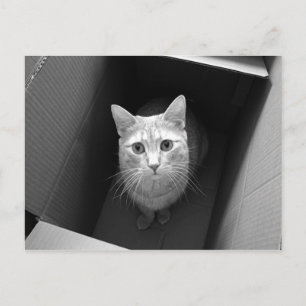 Chat dans une boîte Cartes postales