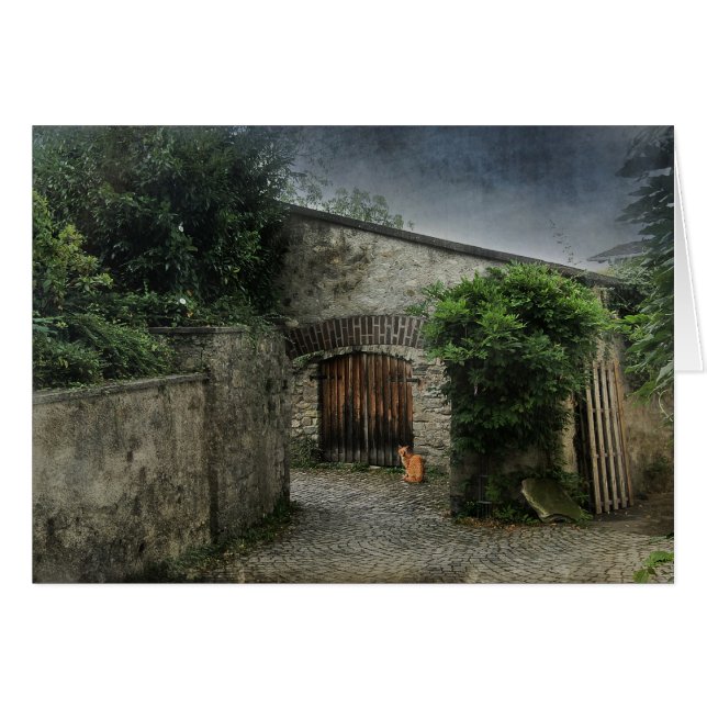 Chat dans une cour (Devant Horizontal)