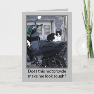 CHAT DE MOTOCYCLETTE / HUMOUR