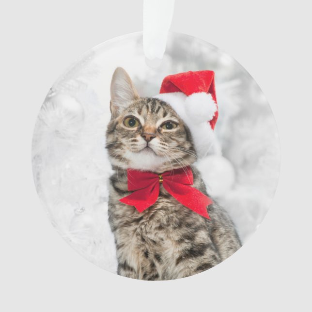 Chat de Noël au casquette rouge de Père Noël près (devant)