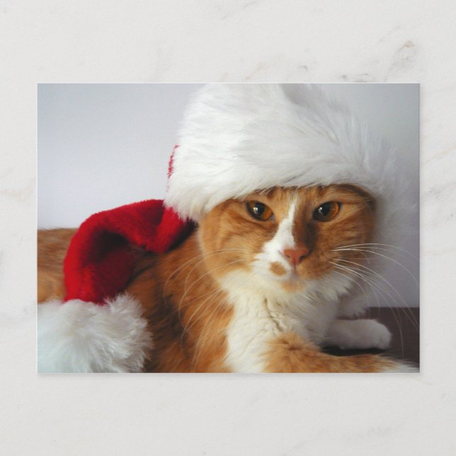 Chat de Noël dans la carte postale de Santa Hat (Devant)