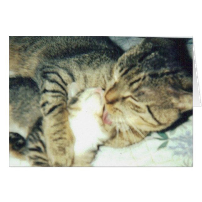 Chat de papa et son chaton (Devant horizontal)