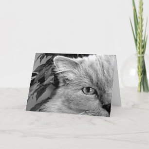 Chat de poupée, carte