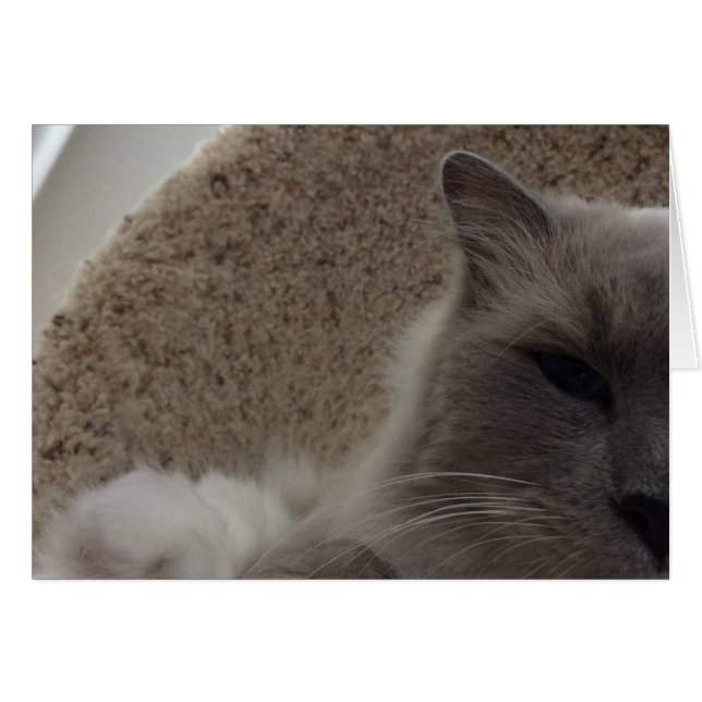 Chat de poupée, carte (Devant horizontal)