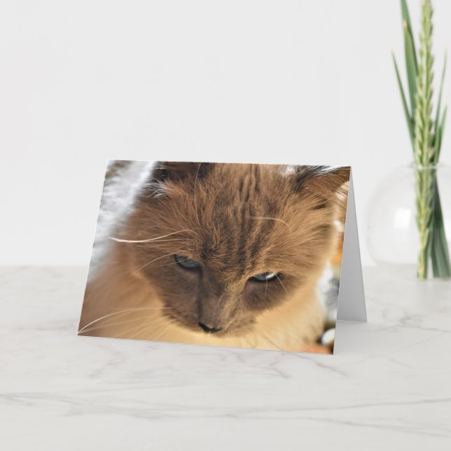 Chat de poupée, carte (Devant)