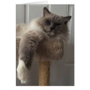 Chat de Ragdoll