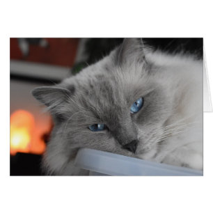 Chat de Ragdoll
