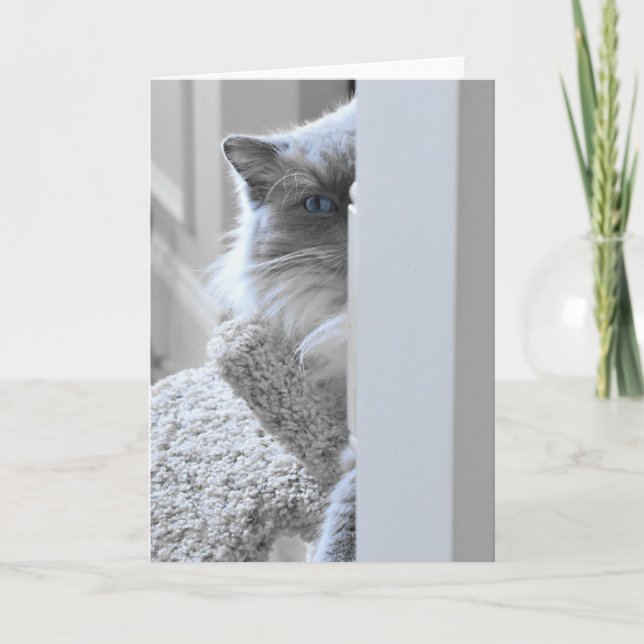 Chat de Ragdoll, carte (Devant)