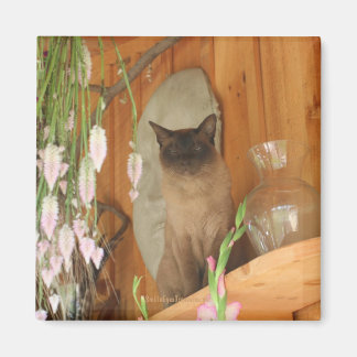 Chat de Siamese Poster de la photo d'animal Magnet