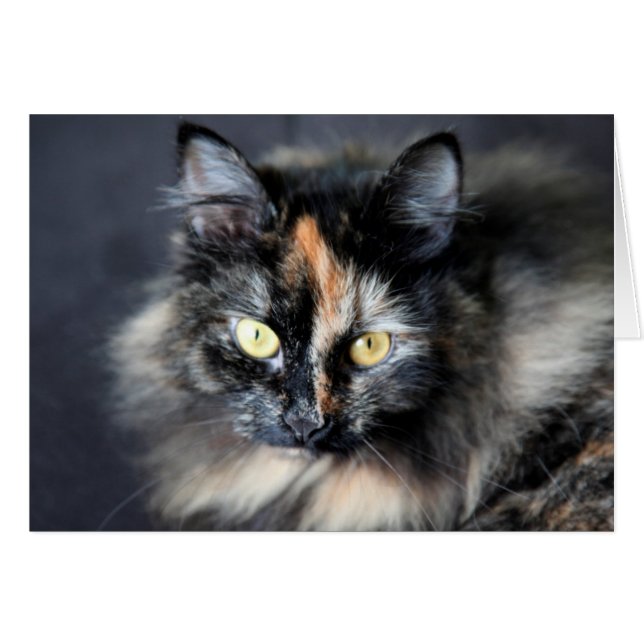 Chat de Sibérie (Devant horizontal)