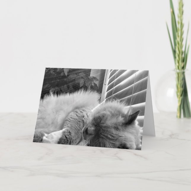 Chat de sommeil, carte (Devant)