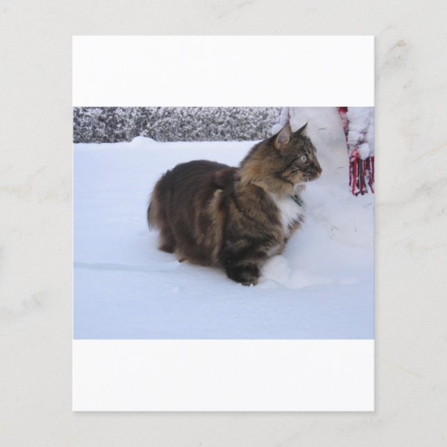 chat des forêts norvégiennes dans la neige (Devant)