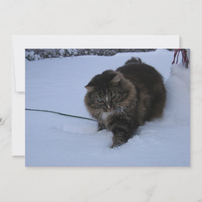 chat des forêts norvégiennes tabby marron dans la  (Devant)