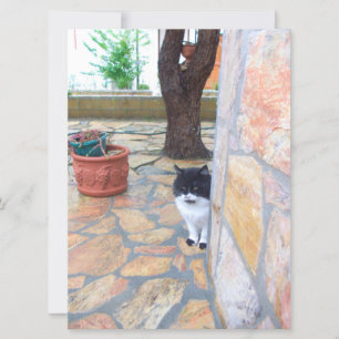 CHAT DÉTECTIF DERRIÈRE LE MUR DE PIERRE