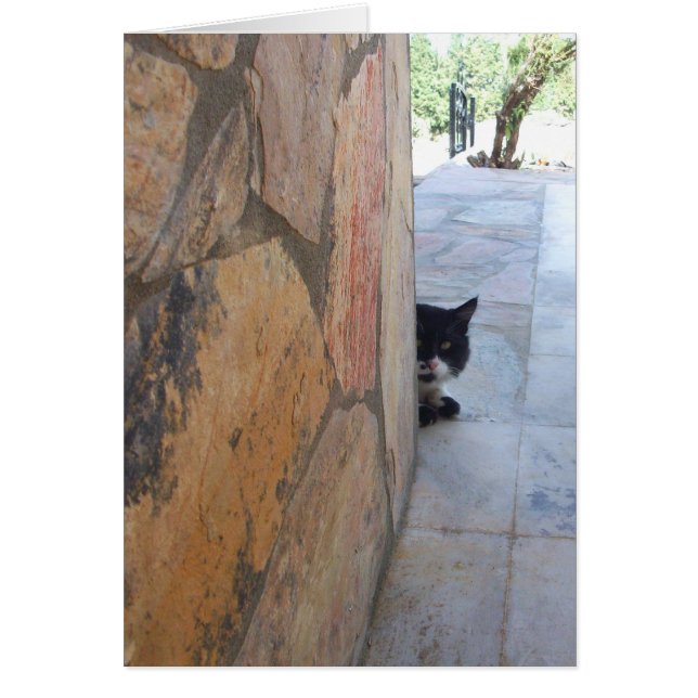 CHAT DÉTECTIVE DERRIÈRE LE MUR DE PIERRE (Devant)