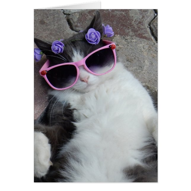 Chat drôle avec lunettes roses (Devant)