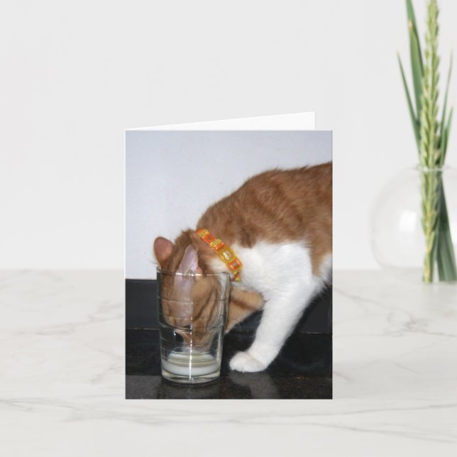 Chat drôle buvant de la carte vierge en verre de (Devant)