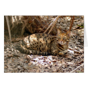 Chat du Bengale 013