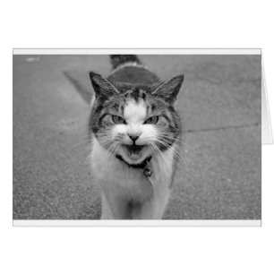 Chat en colère