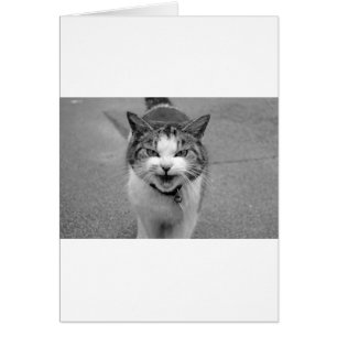 Chat en colère