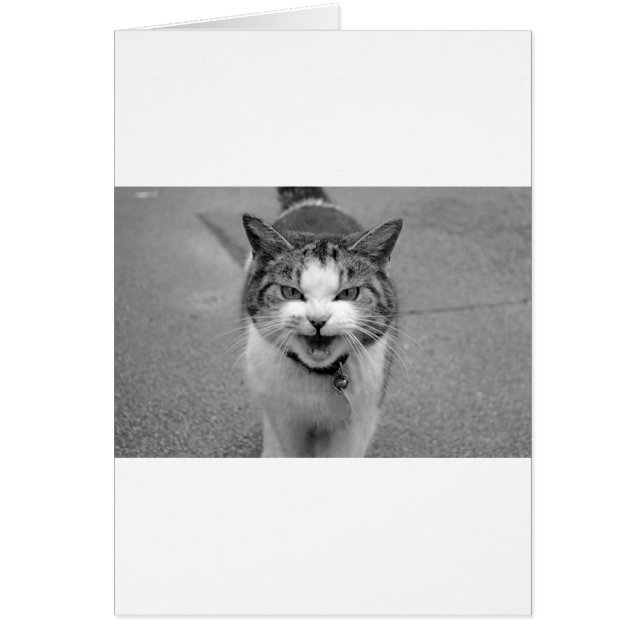 Chat en colère (Devant)
