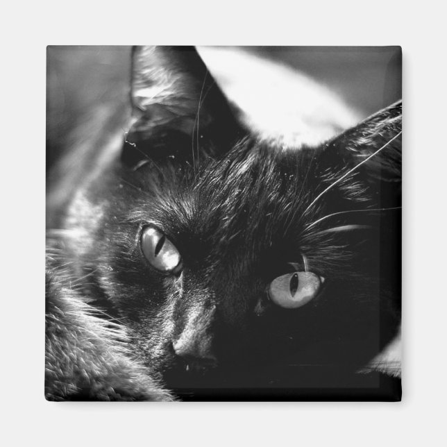 Chat en noir et blanc aimant carré (Devant)