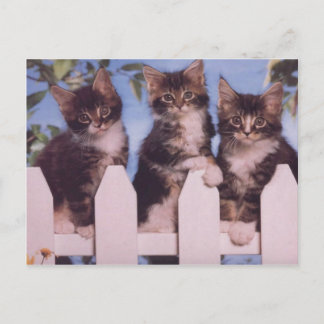Chat et chaton précieux Cartes photos, Cadeaux, Po