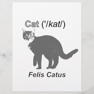 Chat Felis Catus