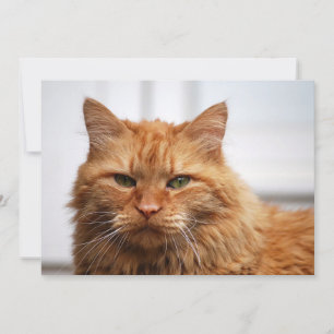 Chat forestier norvégien