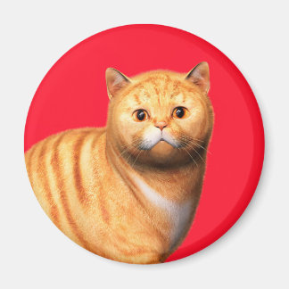 Chat gingembre 3 Magnet