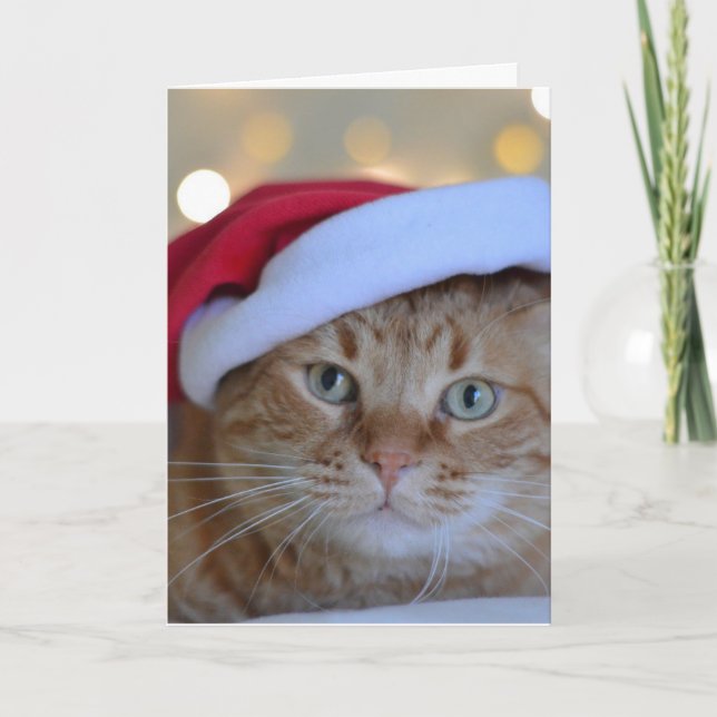 CHAT GINGER CARTE DE NOËL (Devant)