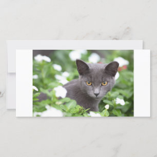 Chat gris dans un jardin