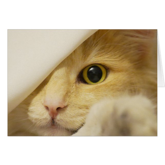 Chat Jaune qui se lève (Devant horizontal)