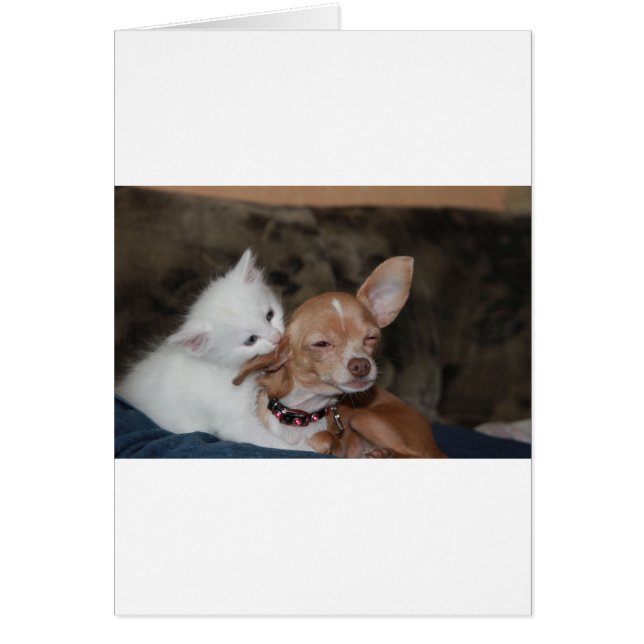 Chat lécher chien (Devant)