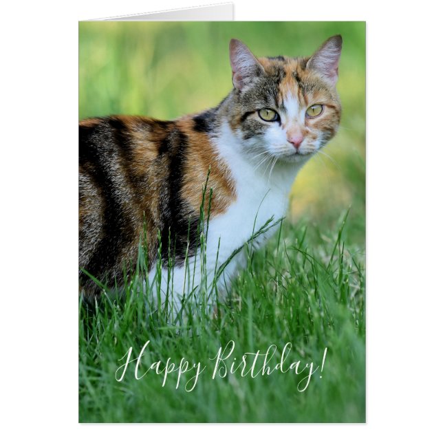 Chat marron et blanc (Devant)