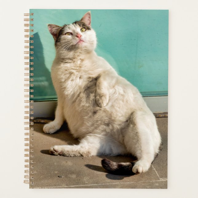 Chat maternel  (Devant)