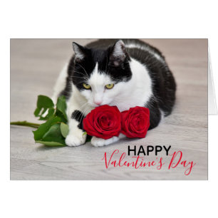 Chat mignon avec le rose rouge