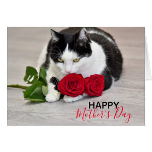 Chat mignon avec le rose rouge