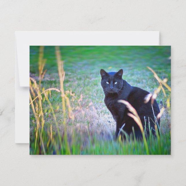 Chat noir (Devant)