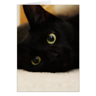 Chat noir