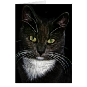 Chat noir