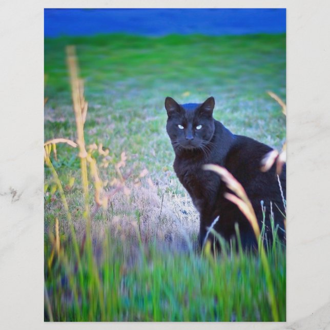 Chat Noir (Devant)
