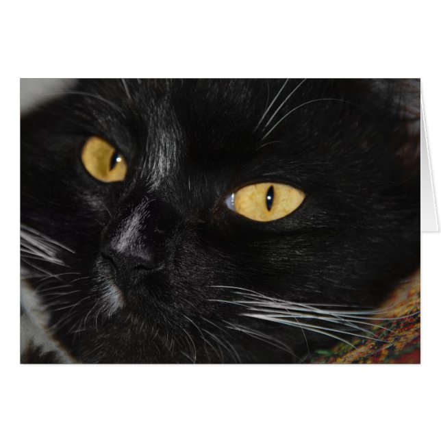 Chat noir (Devant horizontal)